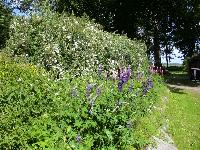 DSC03655.JPG, Auflösung: 200x150, Beschreibung: 