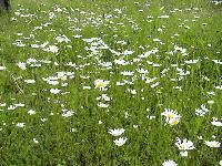 DSC03667.JPG, Auflösung: 200x150, Beschreibung: 